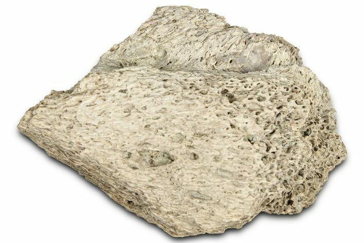 Dinosaur (Triceratops) Frill Shield Section - Montana #366625
